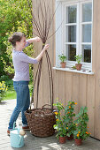 Plant black-eyed Susanne in a basket with a climbing aid