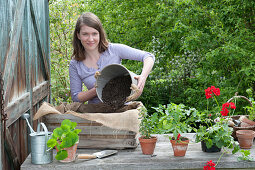 Plant old wine box with summer flowers and tomato