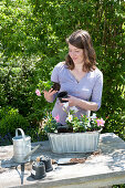 Zink-Jardiniere mit Mandevilla Sundaville 'Pink' 'White' bepflanzen :