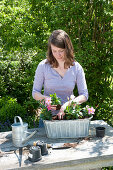 Plant Zinc Jardiniere with Mandevilla Sundaville 'Pink' 'White'