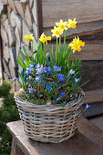 Narcissus 'Tete a Tete' ( Narzissen ), Anemone blanda ( Frühlings-Anemone )