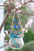 Muscari armeniacum ( Traubenhyazinthen ) in Glas an Baum gehängt