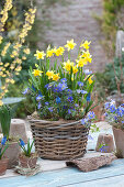 Narcissus 'Tete A Tete', Muscari armeniacum