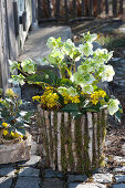 Helleborus ( Christrose ) und Eranthis ( Winterlinge ) im Birkentopf