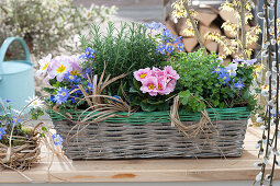 Basket with primula, anemone blanda