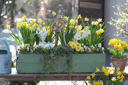 Narcissus 'Tete A Tete', Primula, Viola cornuta