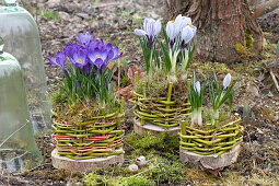 Homemade pots from Cornus branches