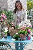 Woman planting basket with Rosemary (Stem) trunks, Bellis