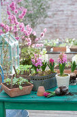 Hyacinthus 'Pink Pearl', 'White Pearl', and boxes of seedlings