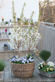 Spring balcony with Prunus incisa 'Kojou-No-Mai', March cherry