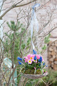 Primula acaulis 'Appleblossom' (primrose) and muscari Aucheri