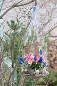 Primula acaulis 'Appleblossom' (Primrose) and Muscari Aucheri