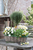 Korbkasten mit Primula ( Primeln ), Thymus vulgaris ( Thymian ) Stämmchen