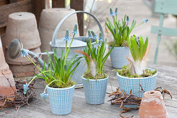 Muscari aucheri 'Blue Magic' ( Traubenhyazinthen ) und Hyacinthus