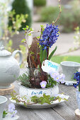 Hyacinthus 'Delft Blue', without soil in glass with twigs and bark