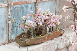 Small bouquets of Viburnum bodnantense 'Dawn' (winter snowball,