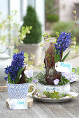 Hyacinthus 'Delft Blue' ( Hyazinthe ) ohne Erde in Glas mit Zweigen und Rinde