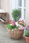 Rosmarinus ( Rosmarin ), Bellis ( Tausendschön ), Hyacinthus ( Hyazinthen )