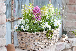 Hyacinthus 'White Pearl', 'Pink Pearl', Viola cornuta