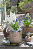 Hyacinthus 'White Pearl' ( Hyazinthe ) und Muscari ( Traubenhyazinthen )