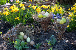 Easter in the garden with Narcissus 'Jetfire', 'Tete A Tete'