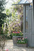 Wisteria sinensis ( Chinesischer Blauregen ), Tulipa ( Tulpen ) und Muscari