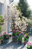 Frühlingsterrasse: Amelanchier lamarckii ( Felsenbirne ), Tulipa