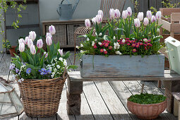 Tulipa 'Shirley' (Tulip), Bellis (Daisies), Muscari Aucheri