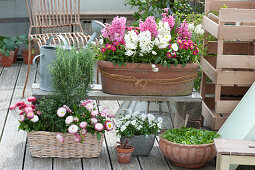 Hyacinthus 'White Pearl' 'Pink Pearl' (Hyacinth), Bellis (daisies)