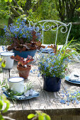 Table decoration with forget-me-nots and salad