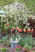 Tulipa 'Synaeda King' (tulips) flowered lily and malus