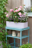 Pastel Purple Box with Pink, Dianthus 'Pink Kisses'