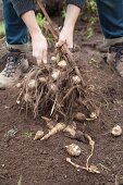 Hands holding freshly harvested Jerusalem artichokes in a field