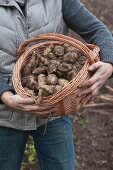 Hands holding a basket of freshly harvested Jerusalem artichokes