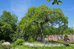 Naturnaher Garten mit alten Bäumen und Blumenwiese