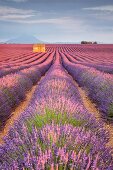 Haus in einem Lavendelfeld bei Sonnenuntergang, Plateau de Valensole, Alpes-de-Haute-Provence, Provence-Alpes-Côte d Azur, Frankreich