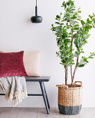 Zimmerpflanze in einem Korb mit Color Dipping neben grauer Bank