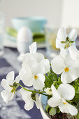 White violas