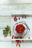 Freshly picked Cornelian cherries in a wire basket and scattered on a wooden table