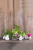 Various wild herbs in small pots