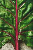 Close-up of fresh swiss chard leaves with a red stem