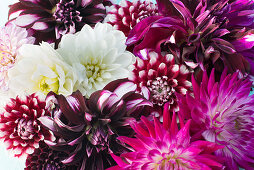 Various types of dahlias