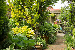 Container garden in courtyard