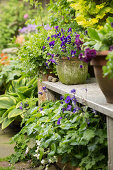 Container garden in courtyard