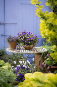Potted violas on garden table