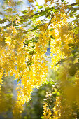 Flowering laburnum in sunshine