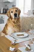 A dog sitting at a table in front of a bone-shaped, homemade biscuit
