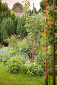 Herbaceous border and roses on metal trellising in ornamental garden