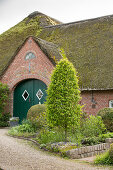 Upright hornbeam 'Fastigiata' in bed outside old thatched farmhouse (East Frisia, northern Germany)