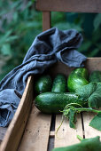 Freshly harvested cucumbers (cucumis sativus) with leaves in a wooden crate